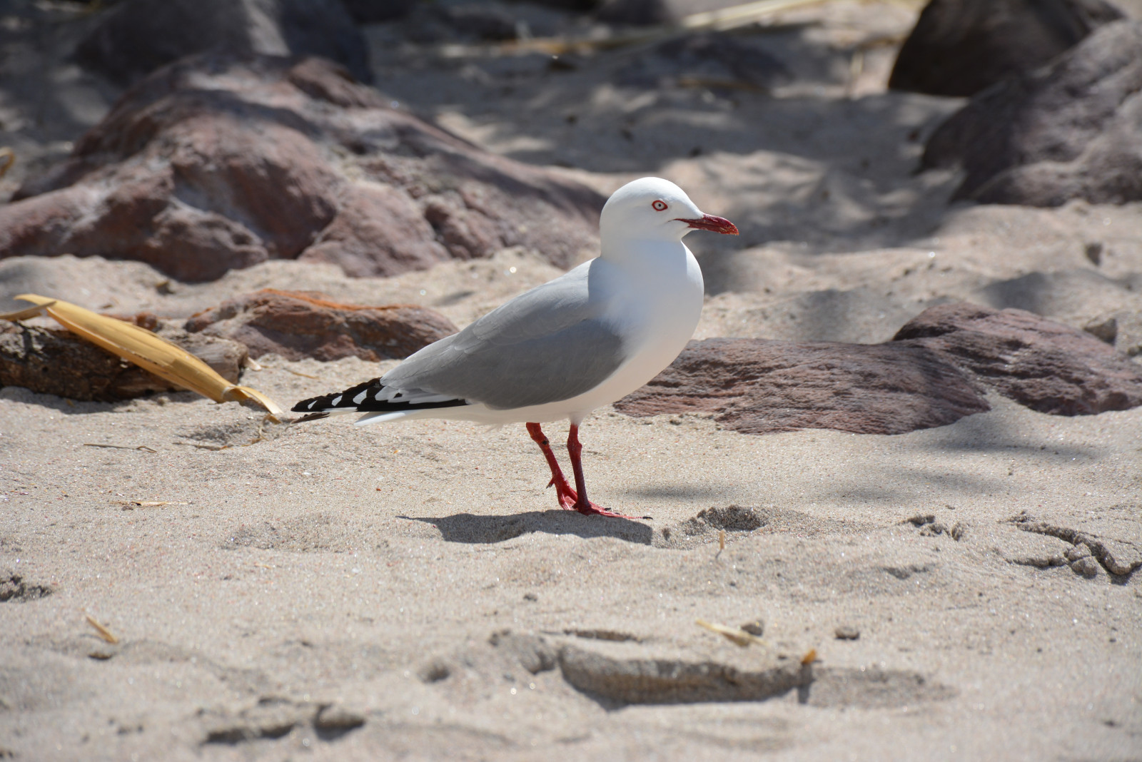 Silver Gull Chroicocephalus Novaehollandiae Birdingplaces